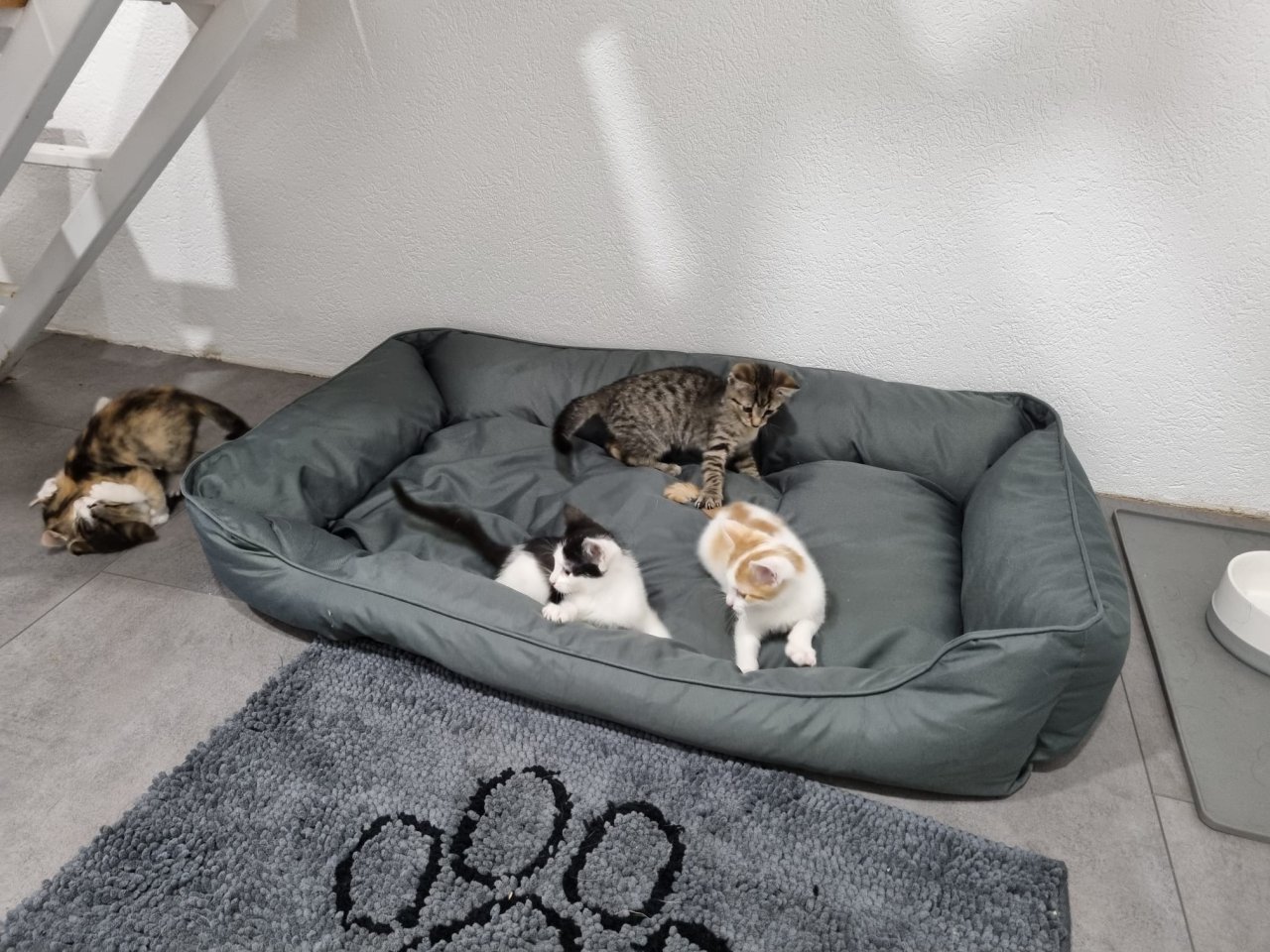Katzenbabys, Kitten, Katze - Hauskatzen - Hanau