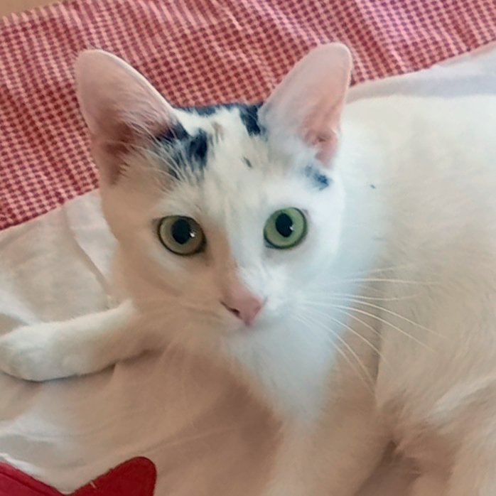 SCHNEEWITTCHEN - weiblich  1 Jahr  europäische Kurzhaar  Gechipt  Kastriert - Hauskatzen - Lauf an der Pegnitz