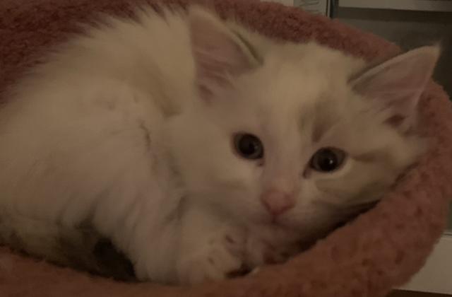 Ragdoll MainCoon - Ragdoll - Hameln