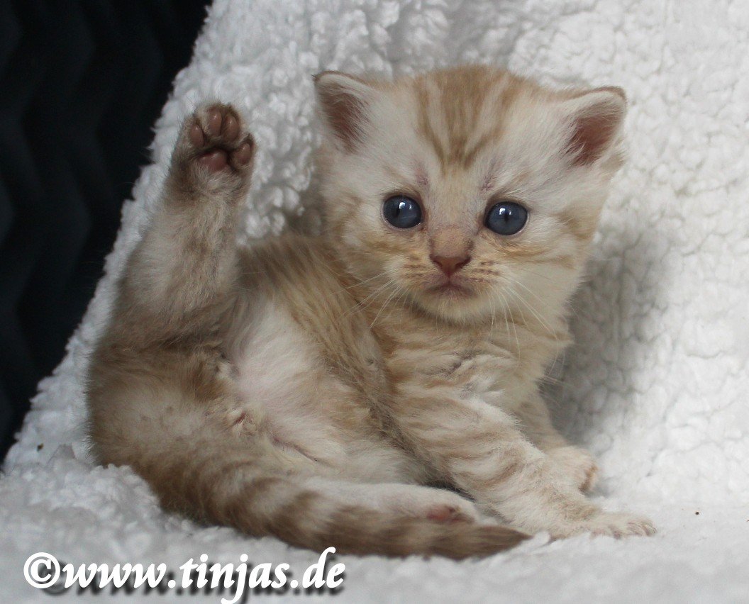 BKH-Britisch Kurzhaar Katzenbaby in cinnamon silver tabby spotted - British Kurzhaar - Berlin