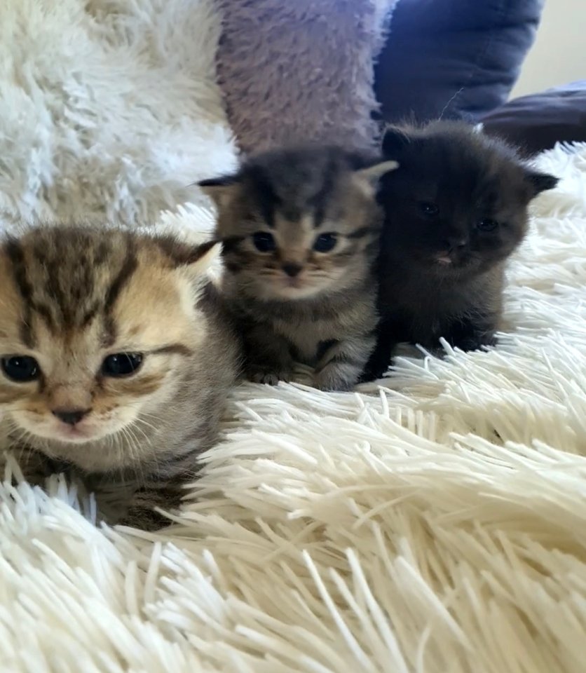 Süsse reinrassige Bkh Kitten - British Kurzhaar - Strotzbüsch