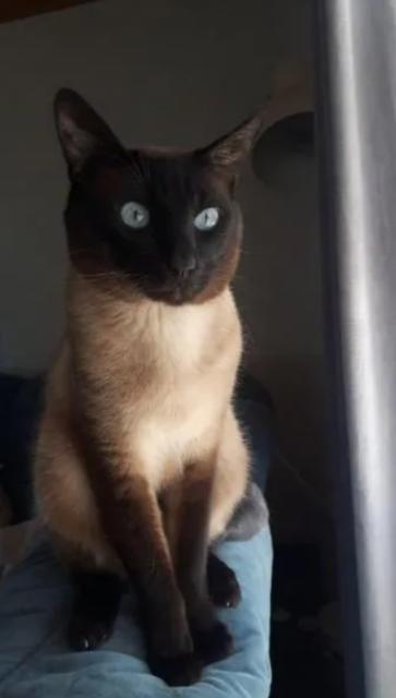 Siam. Thai-Siam. Deckkater. - Deckkater - Gelnhausen-Hailer