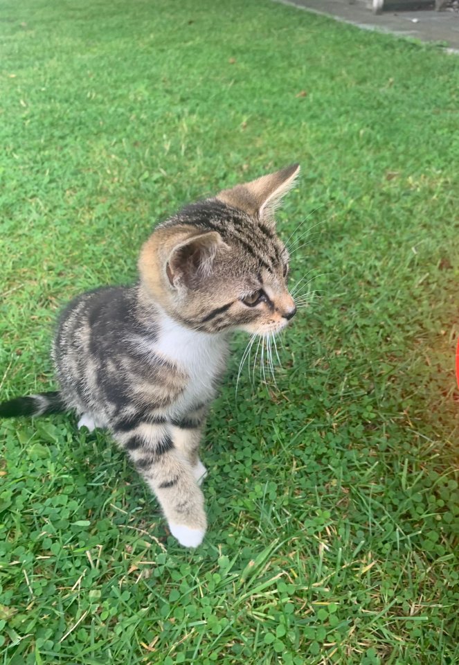 Kitten, Katzenbabys, Hofkatzen - Freigaenger - Ascheberg