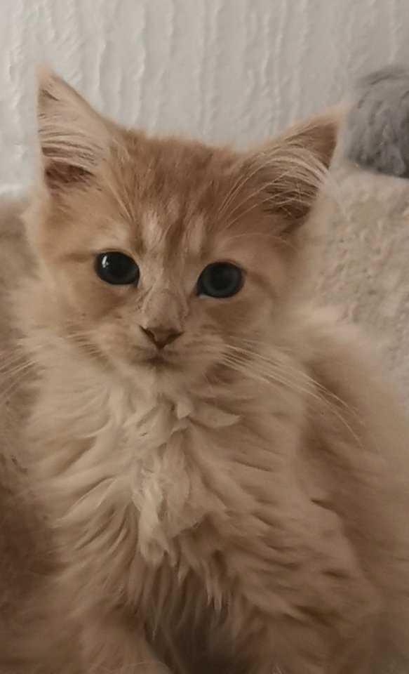 Maine Coon Babys suchen ein neues Zuhause - Maine Coon - Brilon