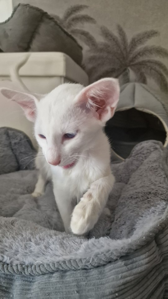 Siamesen und Balinesen - Balinesen - Berlin