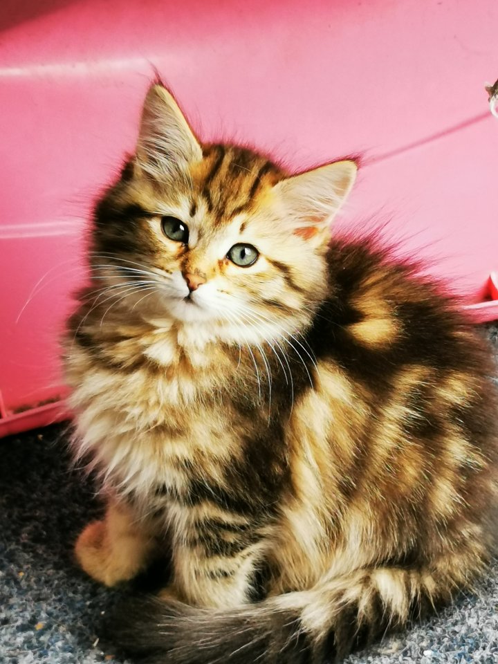Sibirische Waldkatzen - Sibirische Katze - Berlin