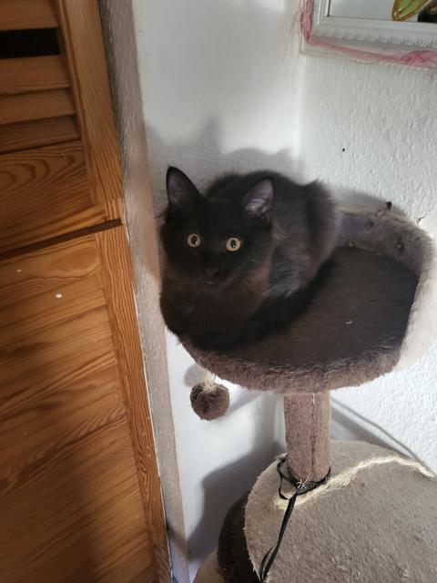 Katzen  zu verkaufen - Mischling - Polch