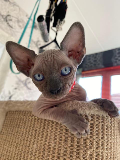 Canadische Sphynx  - Sphynx - Dortmund 