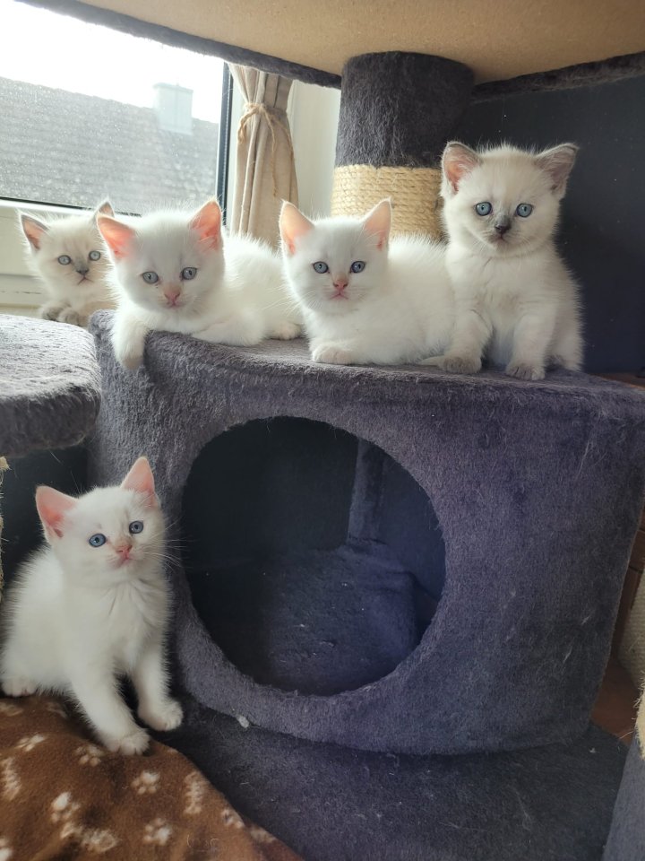 Wunderschöne Bkh kitten blue point und silver shaded - British Kurzhaar - Großmehring