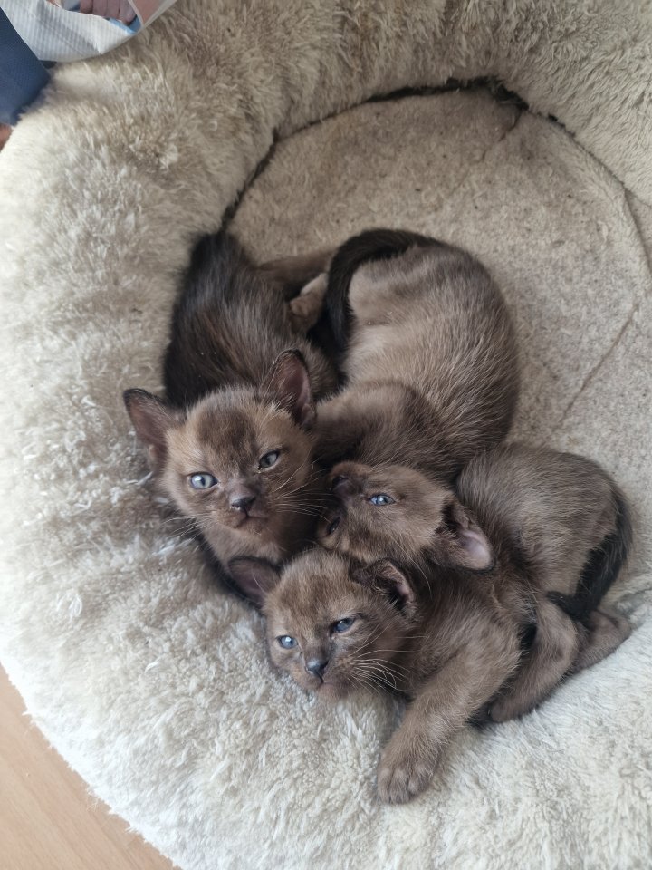 Drei Burma Katzen Kitten :) - Burma - Bahnhofstraße 