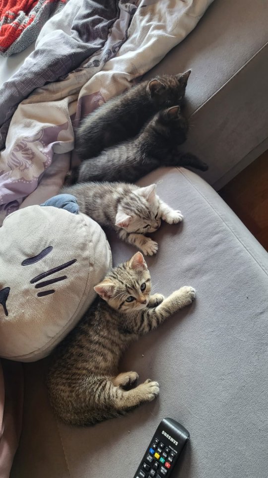 Ägyptisch Mau - BKH Mix Kitten - Mischling - Voerde