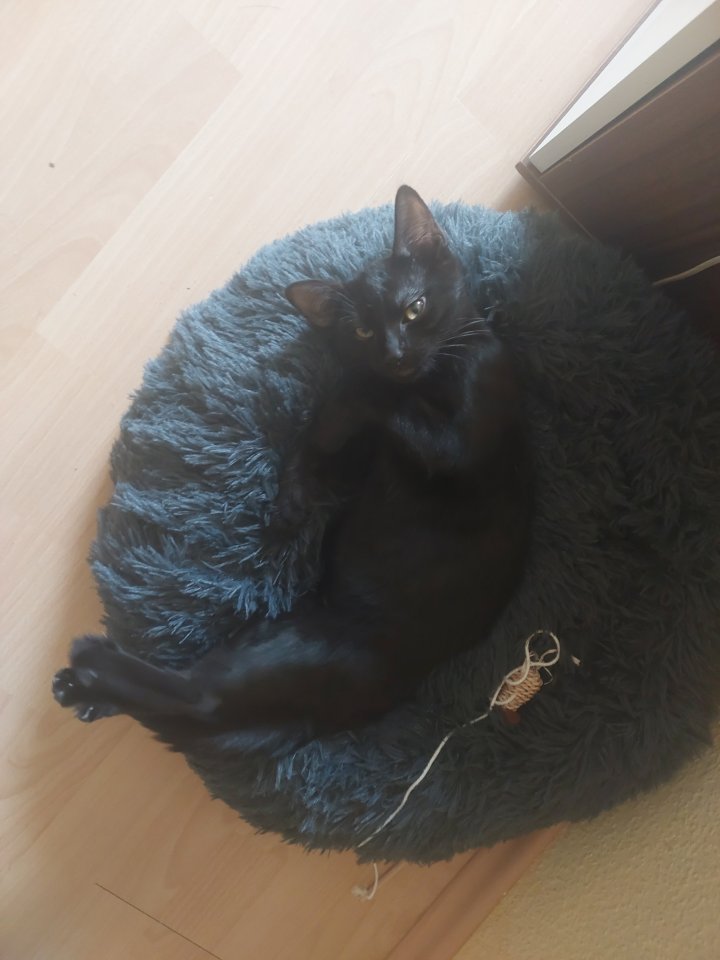 Katze sucht ein Zuhause - Freigaenger - Frankfurt am Main