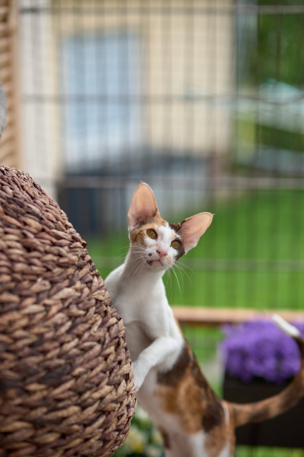 Ein bunter Haufen Orientalischer Kurzhaar Kitten von der zauberhaften Olivia (ch - Orientalische Kurzhaar - Raunheim