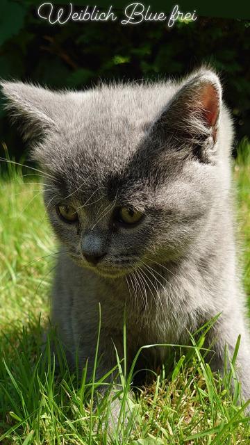 Bkh Kitten Geschwisterpäärchen suchen zusammen ein libes Nest - British Kurzhaar - Hamburg