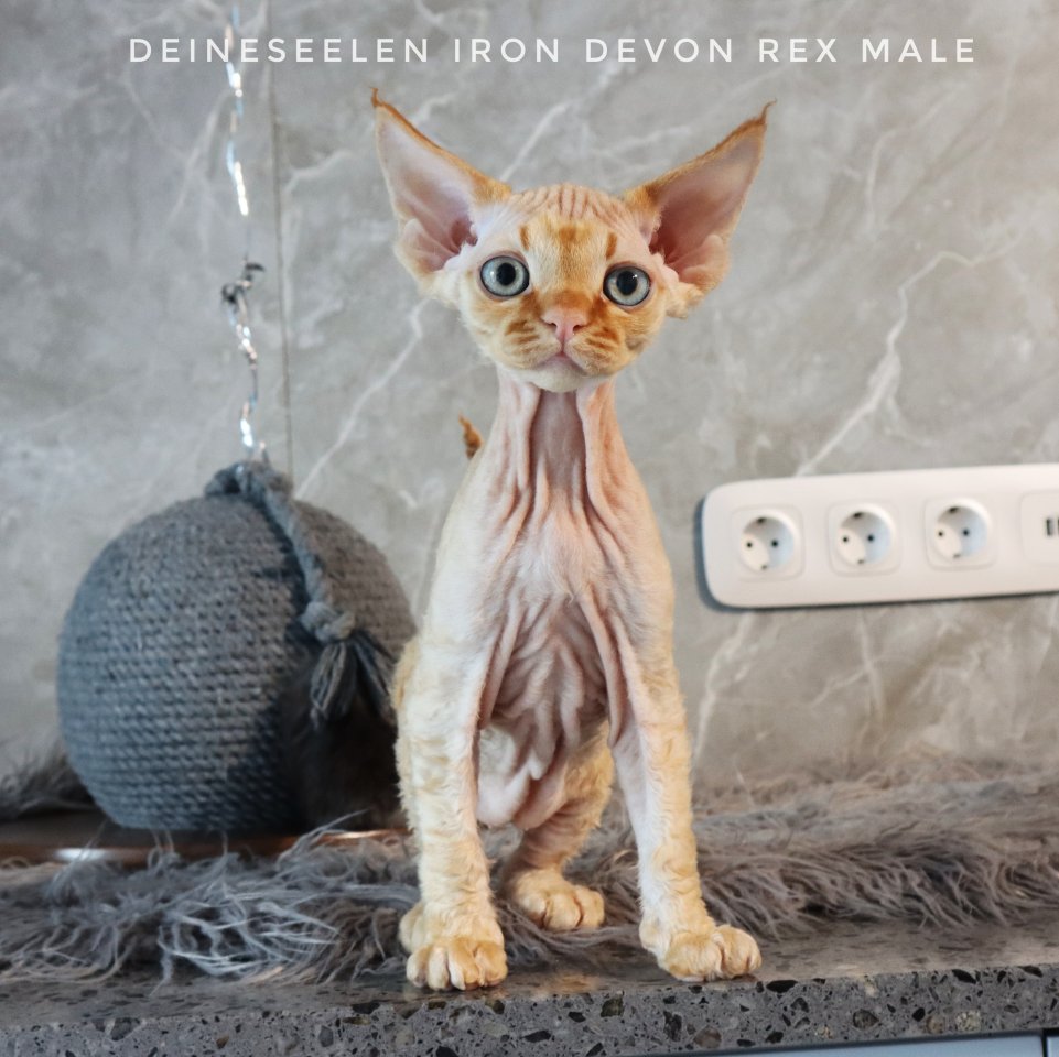 Reinrassige Devon Rex kitten - Devon Rex - Schauenburg