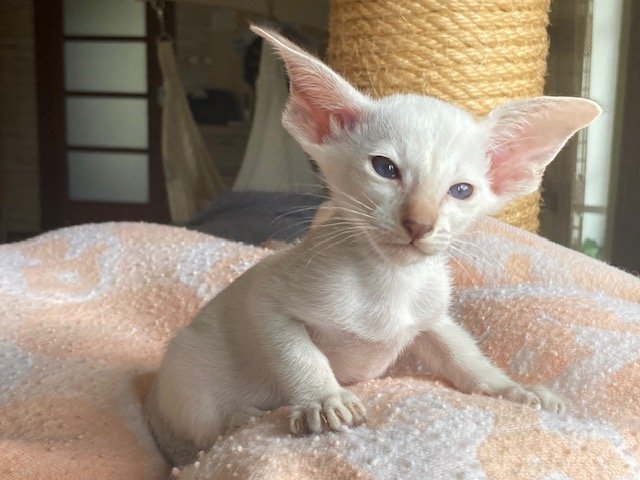 Siam und OKH Kitten mit Papiere, Lieferung möglich - Siam - Linz