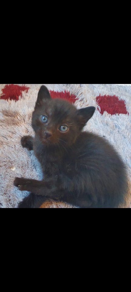 Katzen Kitten Kätzchen 12 Wochen alt abzugeben - Hauskatzen - Breisach am Rhein
