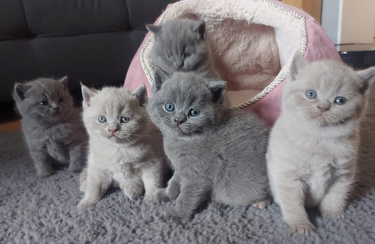 BKH Kitten Kätzchen - British Kurzhaar - Rötha