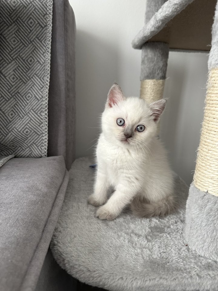 BHK KITTEN ABZUGEBEN! DRINGEND!! - British Kurzhaar - Wien