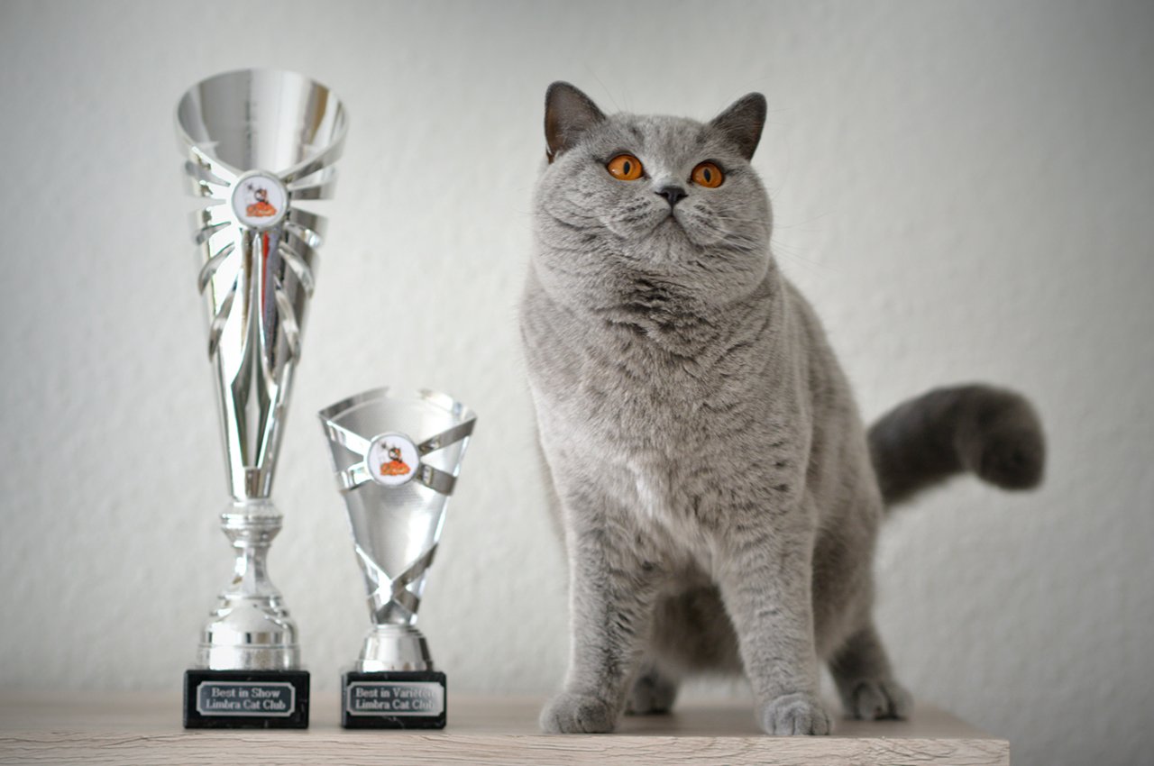 BKH Katze mit Stammbaum kastriert blau - British Kurzhaar - Düsseldorf
