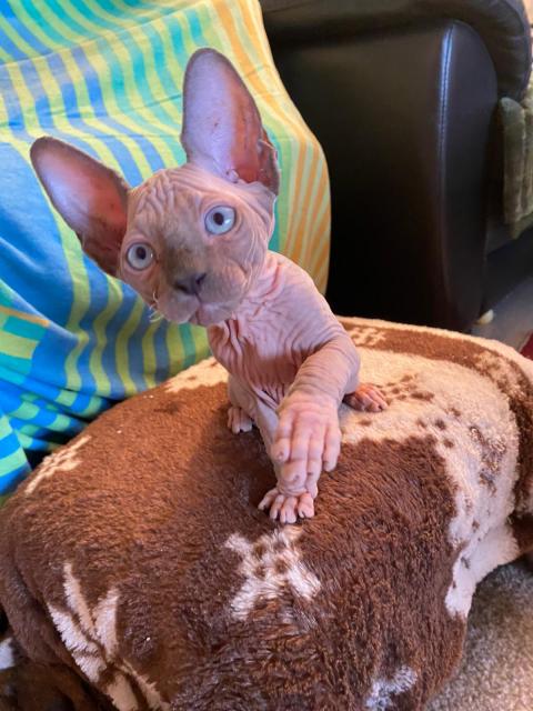 Canadian Sphynx Kitten, - Sphynx - lübeck