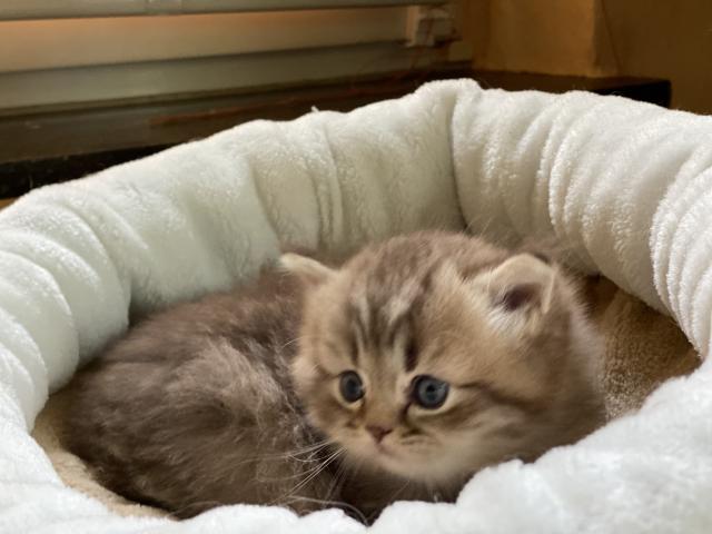 Kleine Raritäten sind unsere Kitten  - British Kurzhaar - Elze