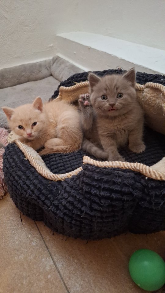 Bkh Siam-Thai-Kätzchen BESTE KATZENRASSE - British Kurzhaar - Gerach
