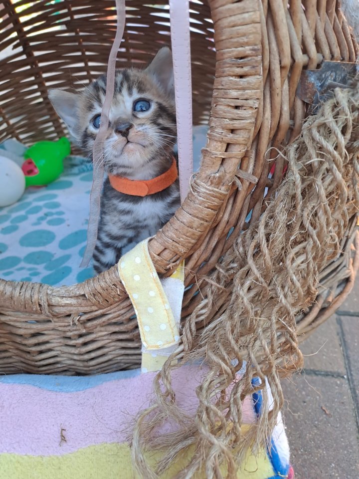 Schöne Bengal Kitten - Bengal - Berlin