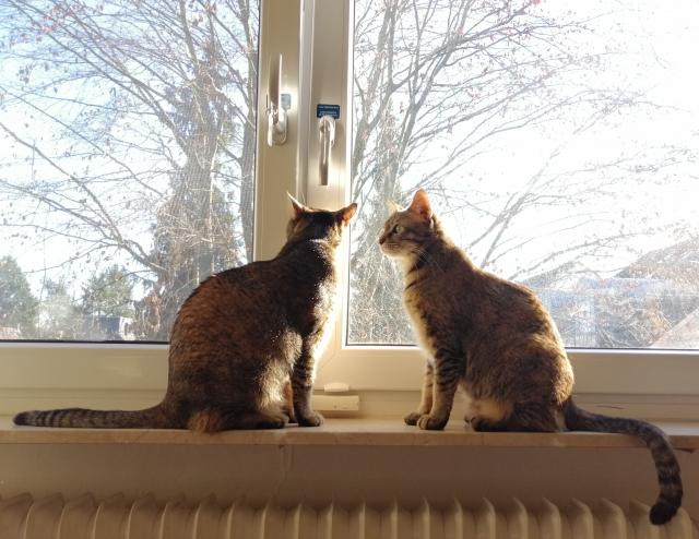 Ihr zuverlässiger Katzensitter - Katzensitter - Mühlheim am Main