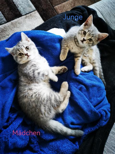 Bkh Kitten  - British Kurzhaar - Berlin