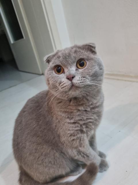 Schottische Fold und britische Kurzhaar kater - Scottish Fold - Nürnberg 