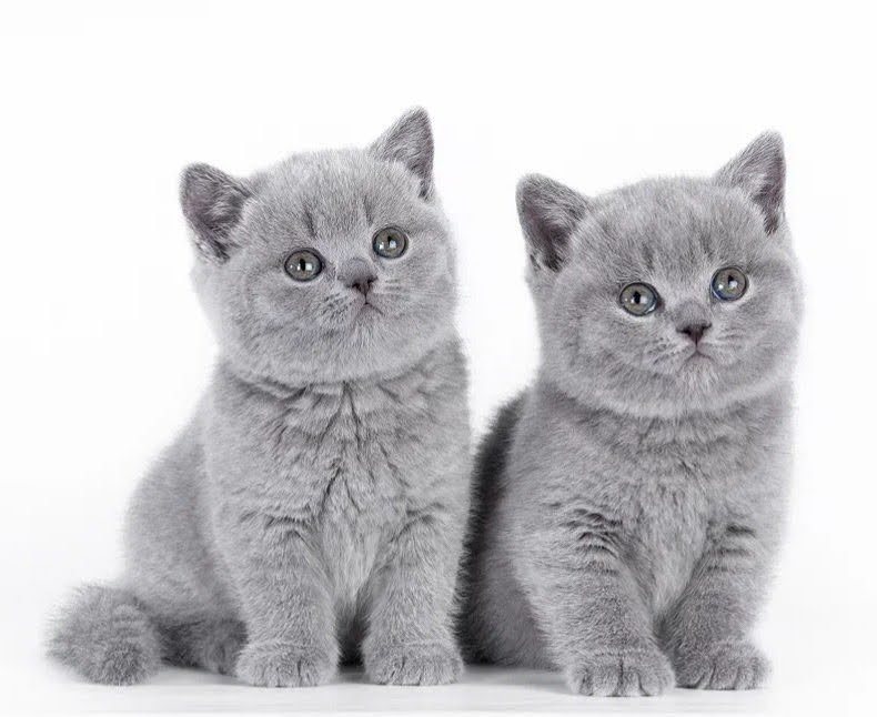 BKH kitten reinrassig, blue, Britisch Kurzhaar - Hauskatzen - Dortmund