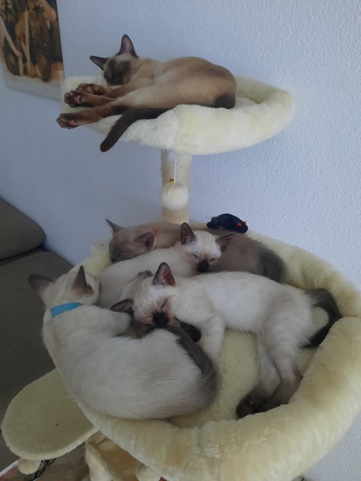 Tonkanesekitten (Burma,  Siam ) - Tonkanese - Mosbach