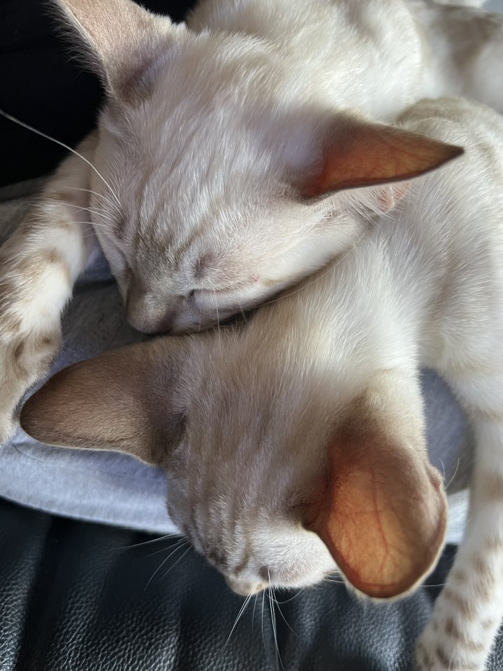 Snow Bengalen aus liebevoller Zucht mit TICA-Stammbaum - nur noch 2 zu haben !! - Bengal - Lüdenscheid