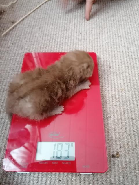 Selkirk Rex  - Selkirk Rex - Bad Karlshafen