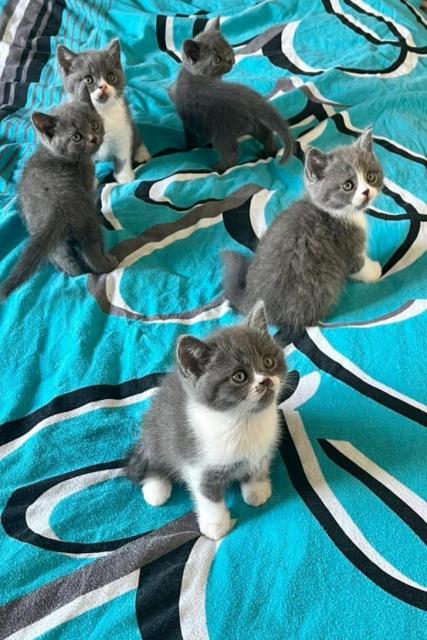 Wunderschöne Reinrassige Bkh Kitten  - British Kurzhaar - Bottrop