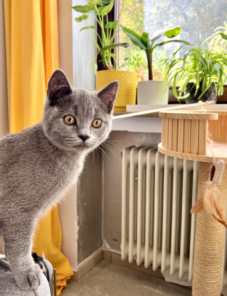 Süßer 5 Monate BKH Kater Kitten - British Kurzhaar - Aachen