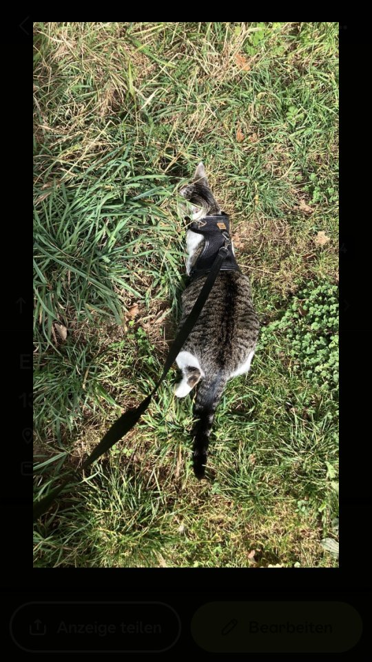Ekh Katze sucht liebevolles Zuhause - Hauskatzen - Wenden