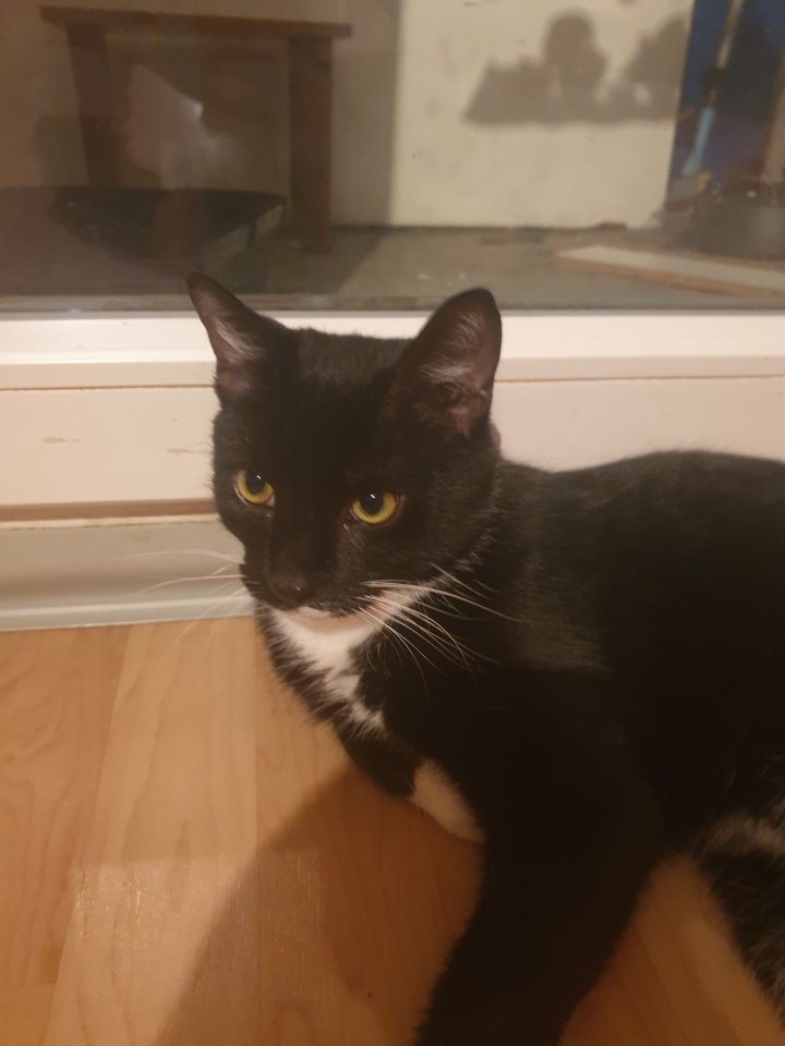 Bkh mix kitte 6 Monate alt - Hauskatzen - Bielefeld