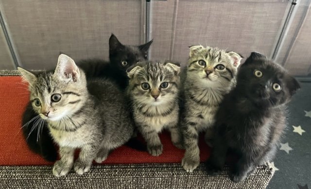 Mischlingskitten (BKH/EHK) suchen ein neues zu Hause - Mischling - Oberteuringen