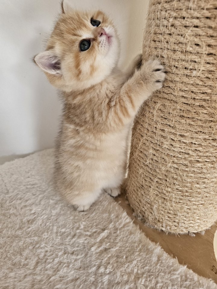 Bkh Kitten mit Stammbaum - British Kurzhaar - Hamburg