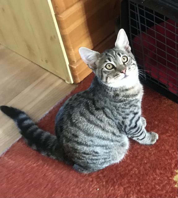 Ein Teenagerkater sucht eine liebevolle Familie - Hauskatzen - Berlin