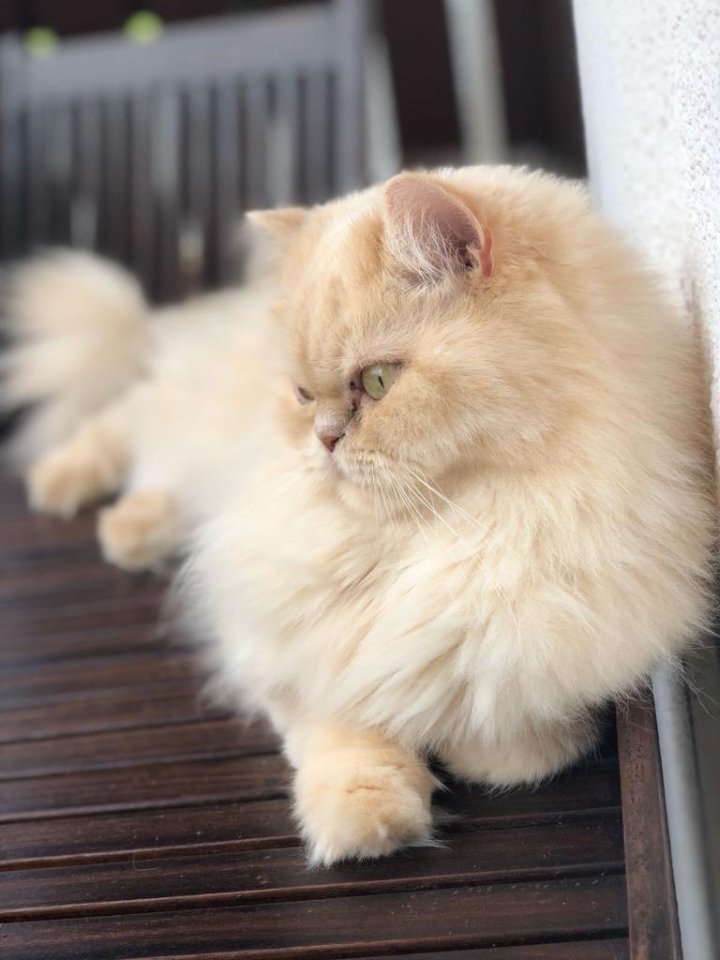 Perser Colorpoint - creme weiß - Hauskatzen - Klingenberg
