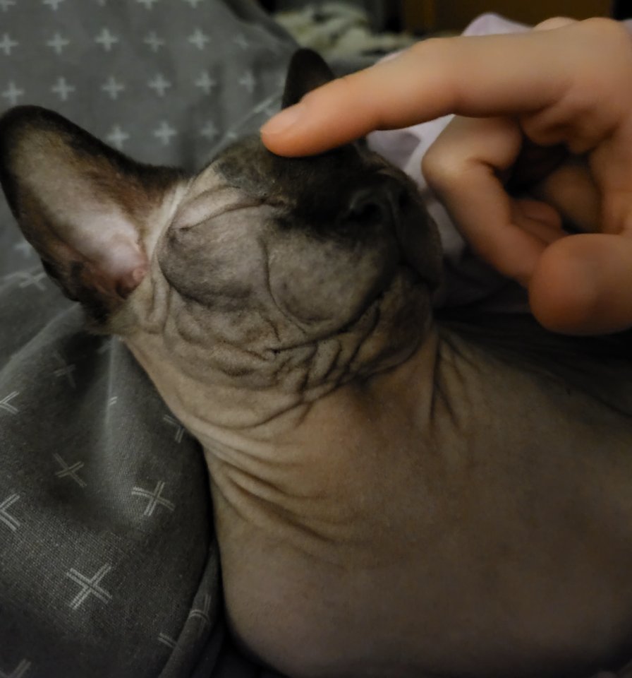 Wir suchen ein neues Zuhause - Sphynx - Werdohl