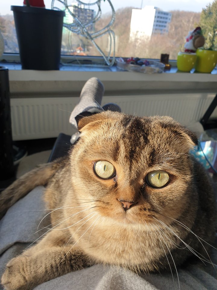 Kastrierter Kater 4 Jahre alt - Hauskatzen - Wülfrath