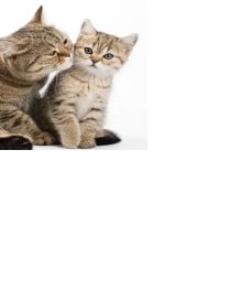 1 kleines Kätzchen mit langen Haaren abzugeben - Mischling - Mannheim