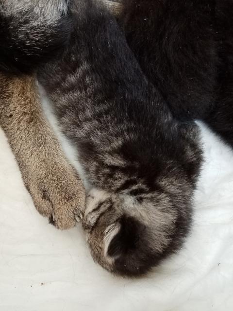 Coony-Mix Kitten - Maine Coon - Gummersbach