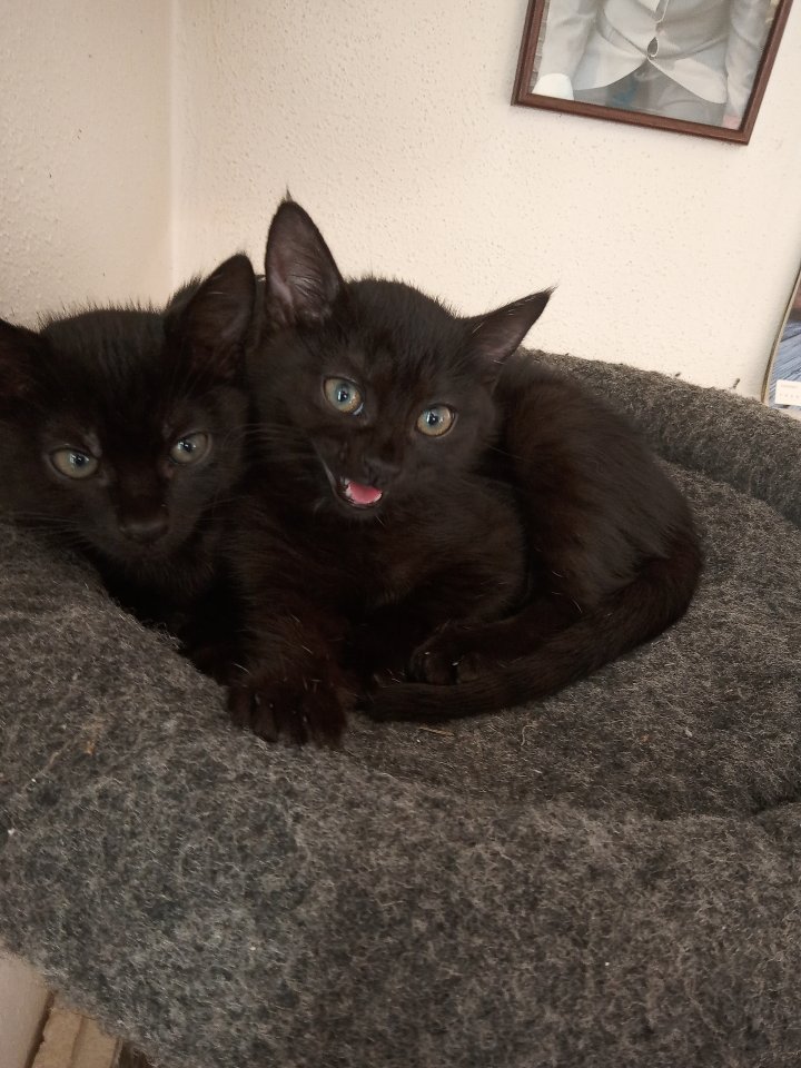Katzenkinder suchen ein Zuhause - Hauskatzen - Urbach