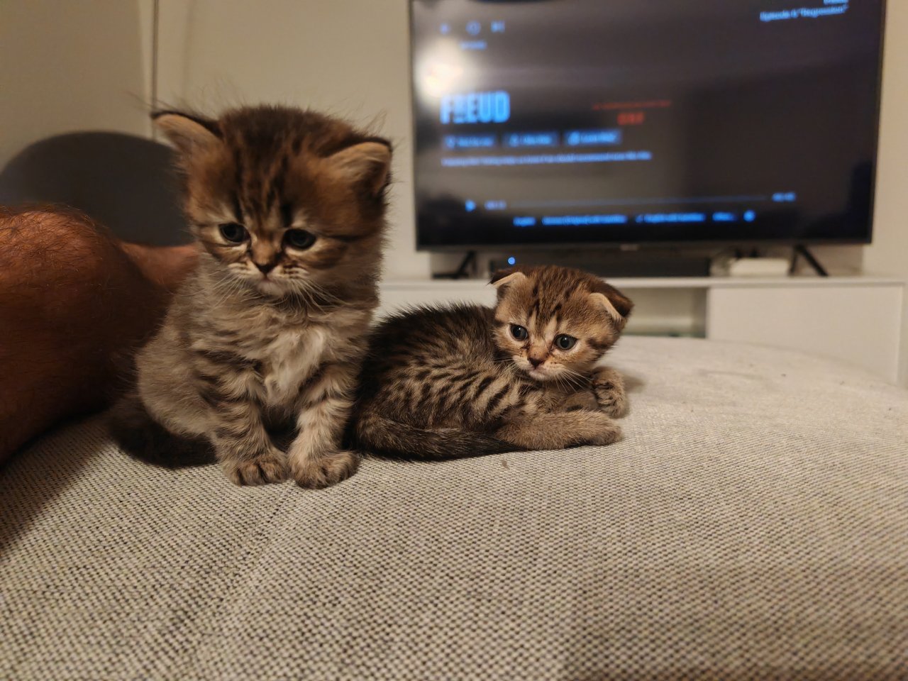 4 BKH Kitten in Köln abzugeben - Hauskatzen - Köln