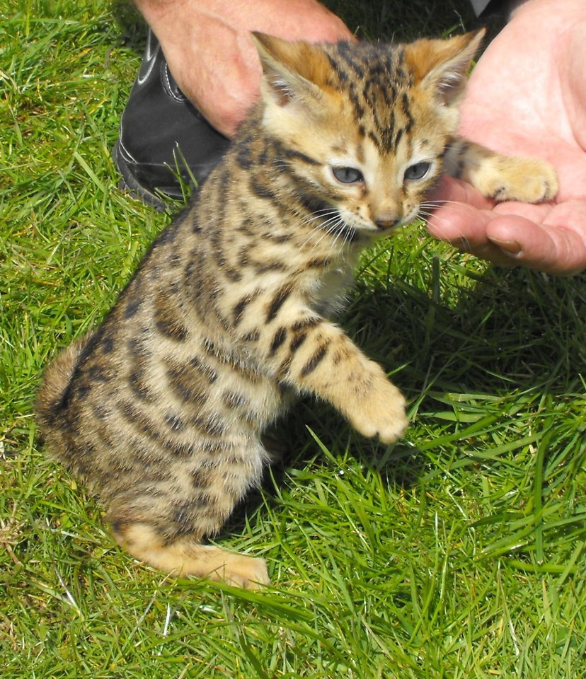 Bengalkitten mit Stammbaum - Bengal - Mitte, Tiergarten